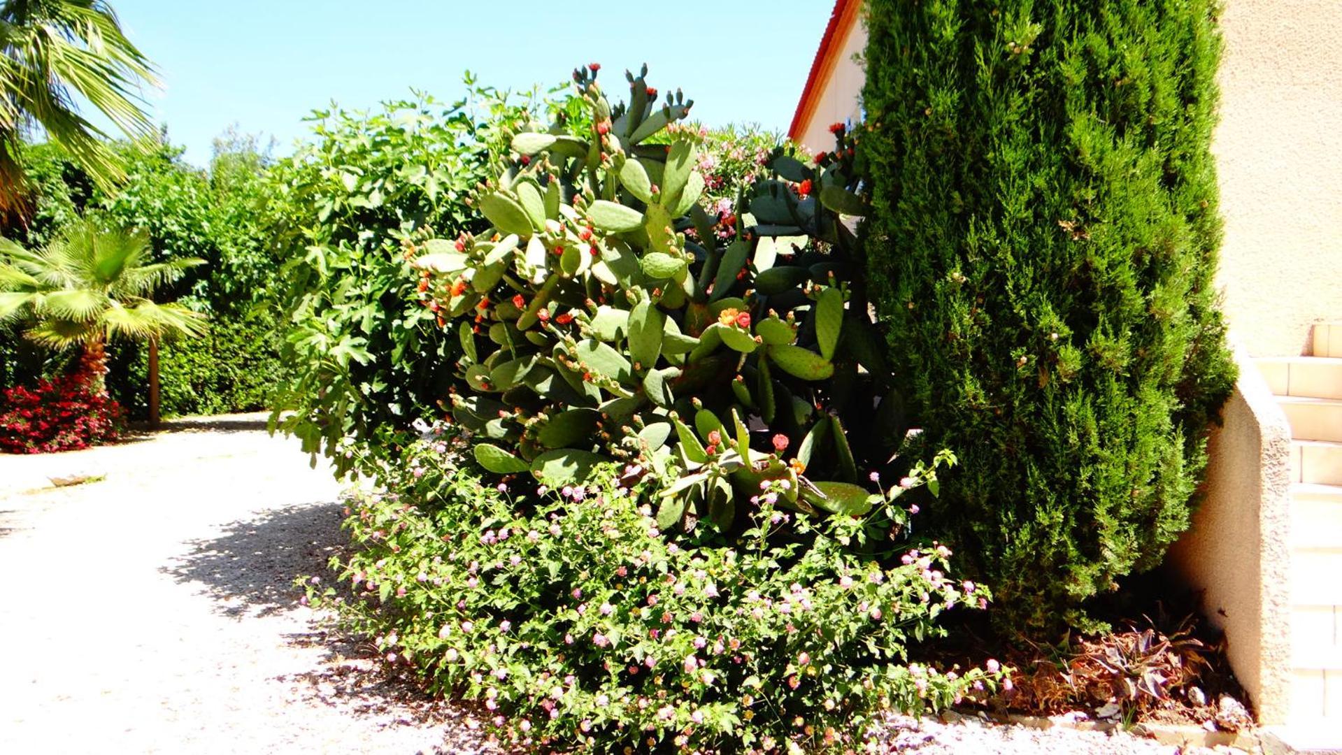 L'orangeraie